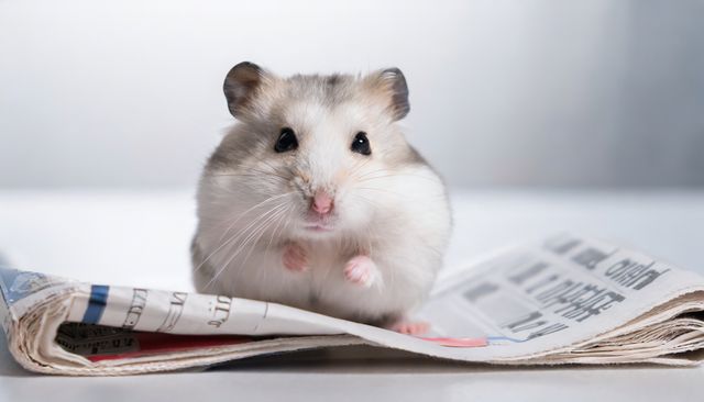 Newsletters